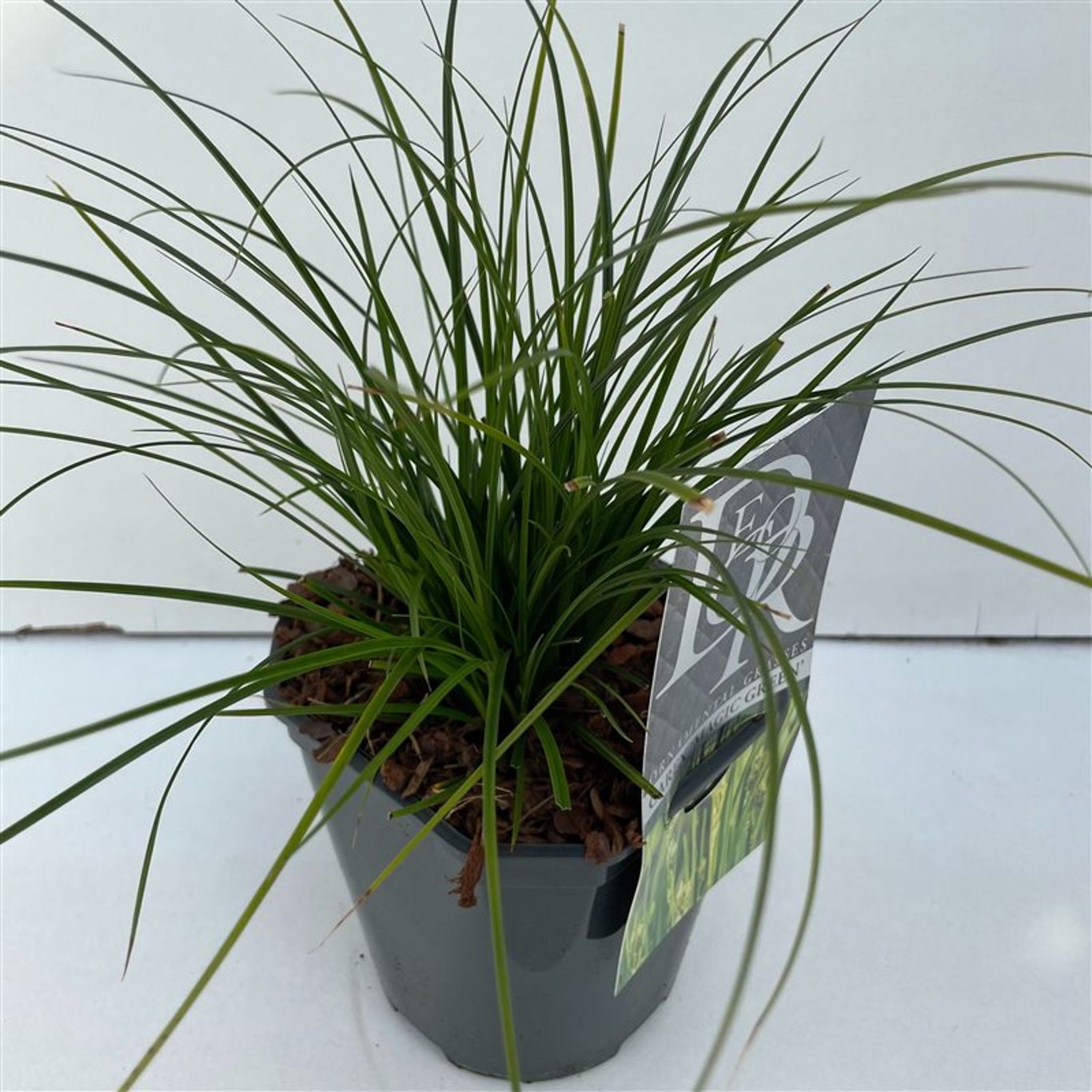 Carex oshim. 'Magic Green' - C2
